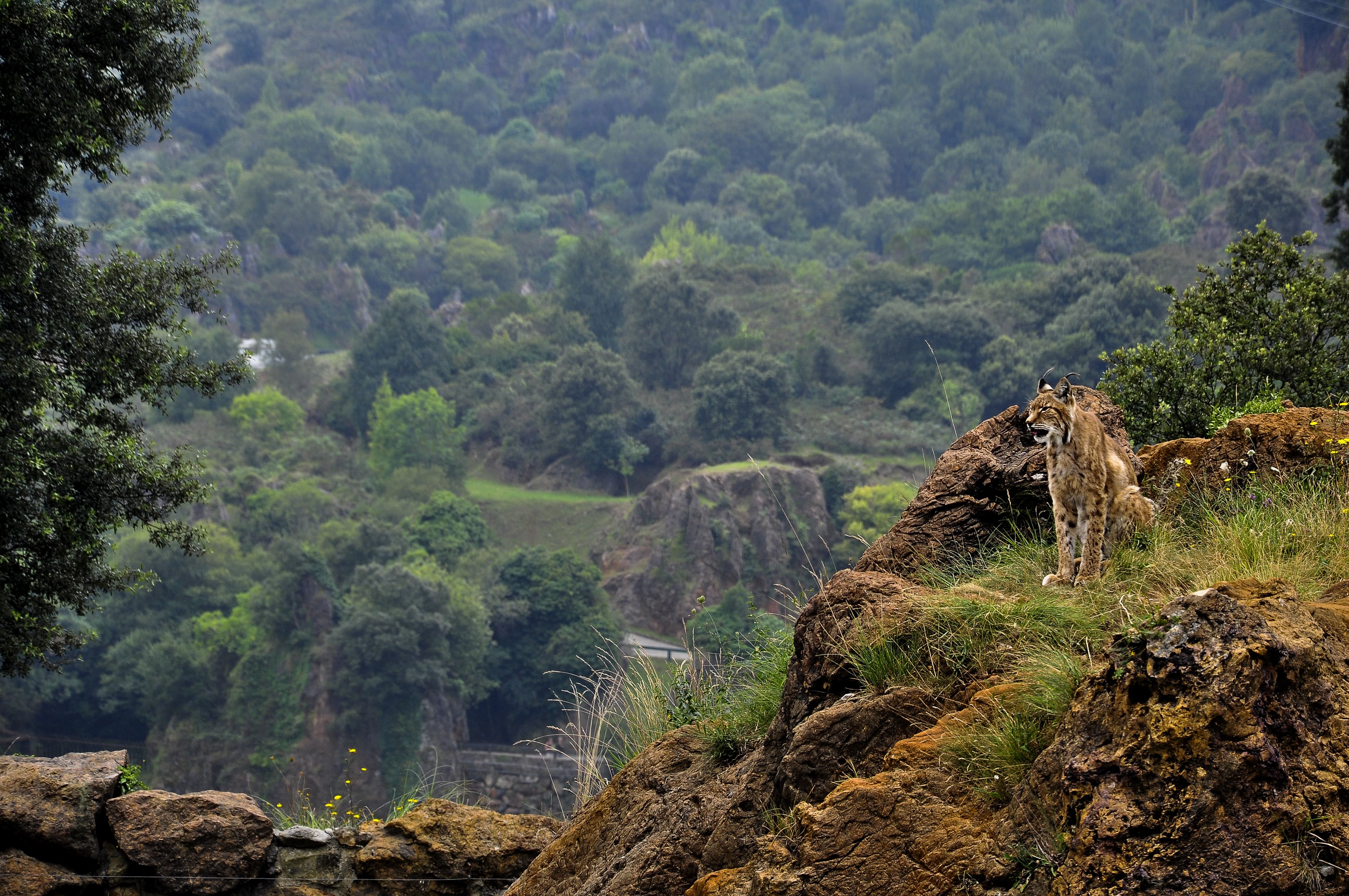 Things to Do in Jim Corbett: Safari, Bonfire & More